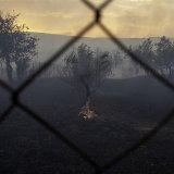 Oliviers menacés par le feu près de Volos.